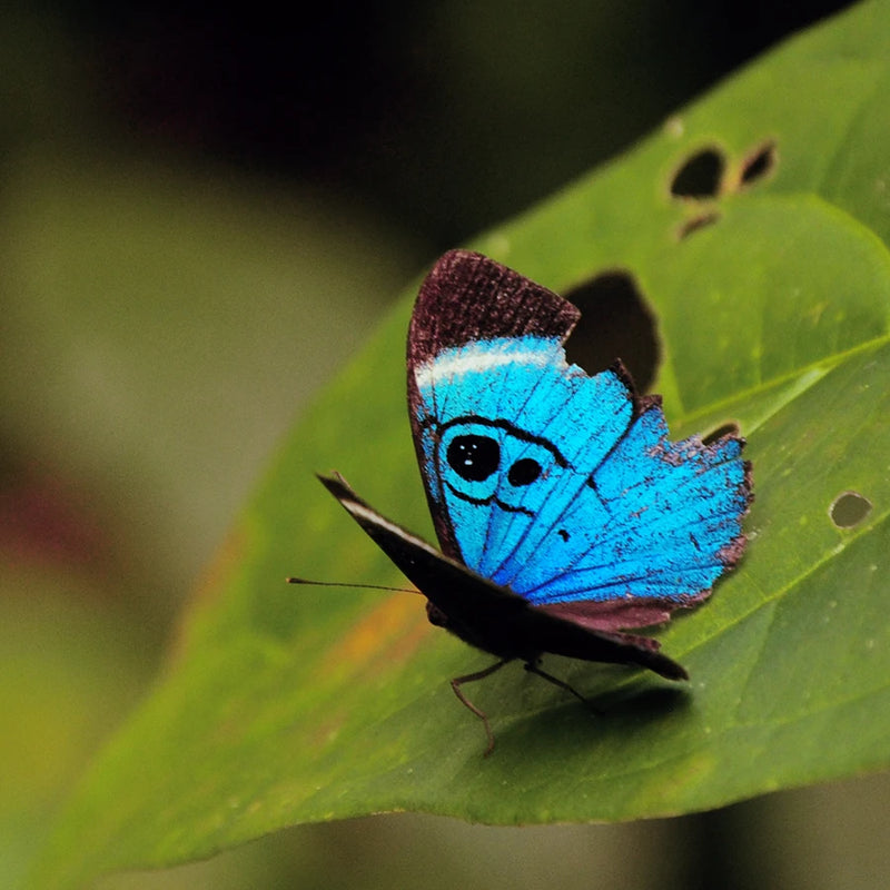 Blue Morpho butterfly