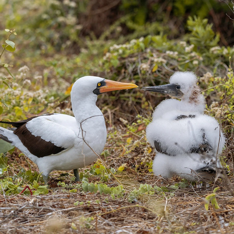 Nazca booby