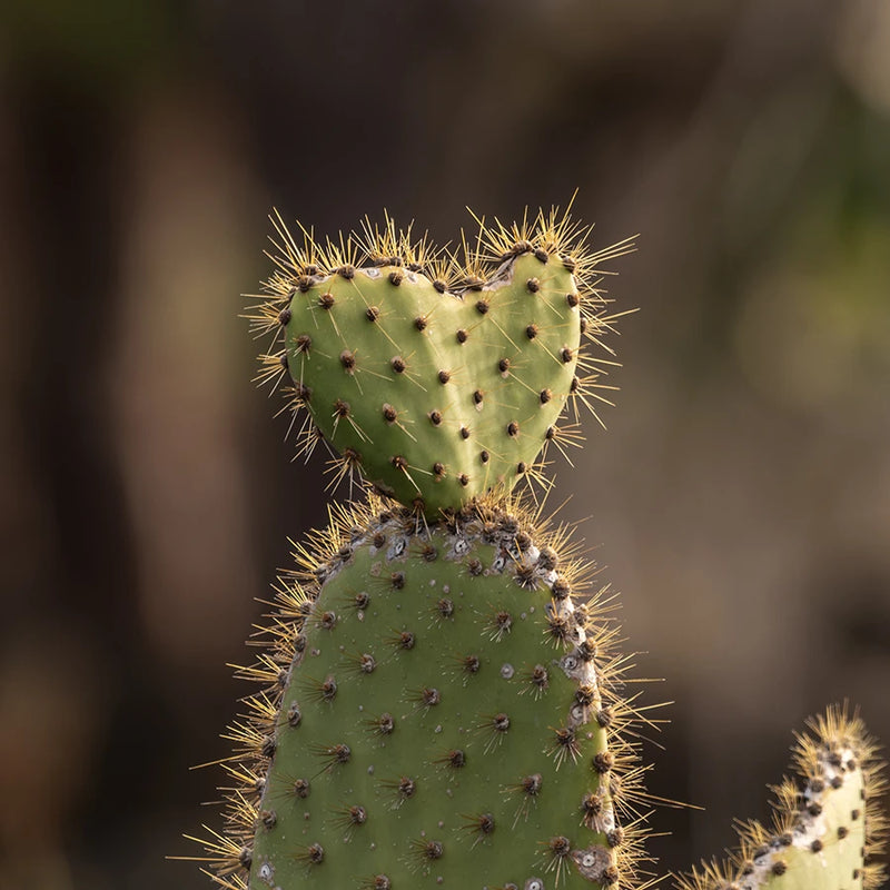 Opuntia cactus 