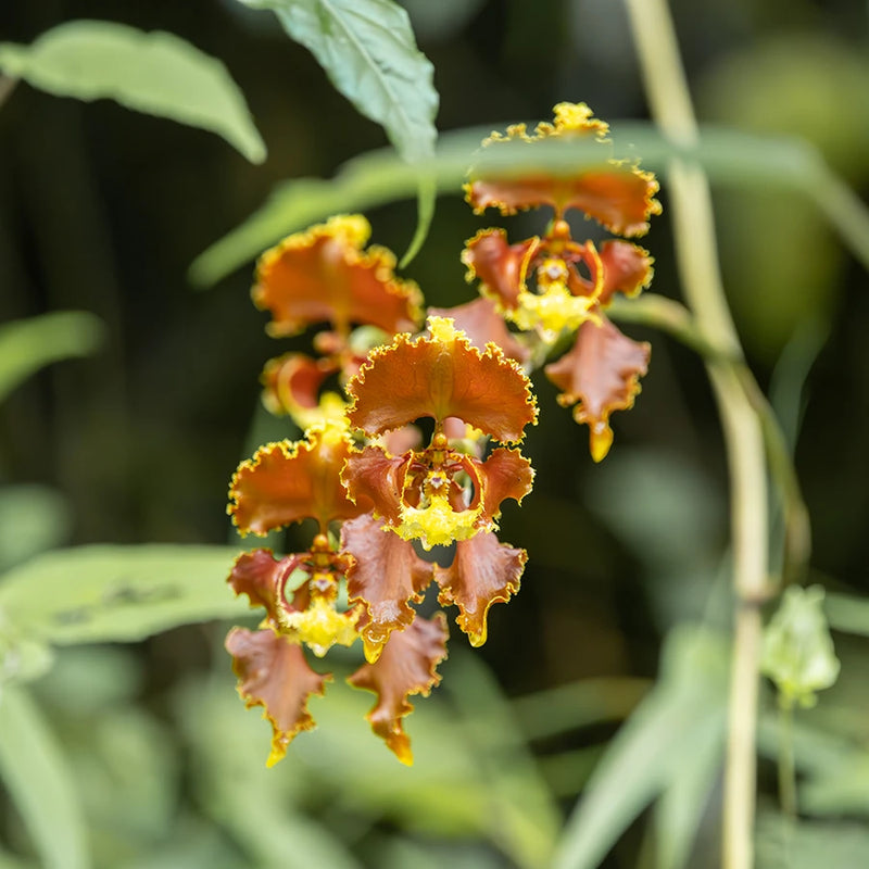 Orchids