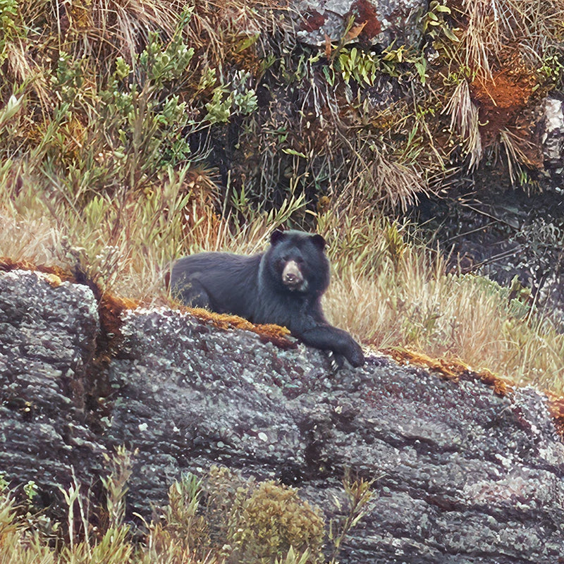 Spectacled bear 