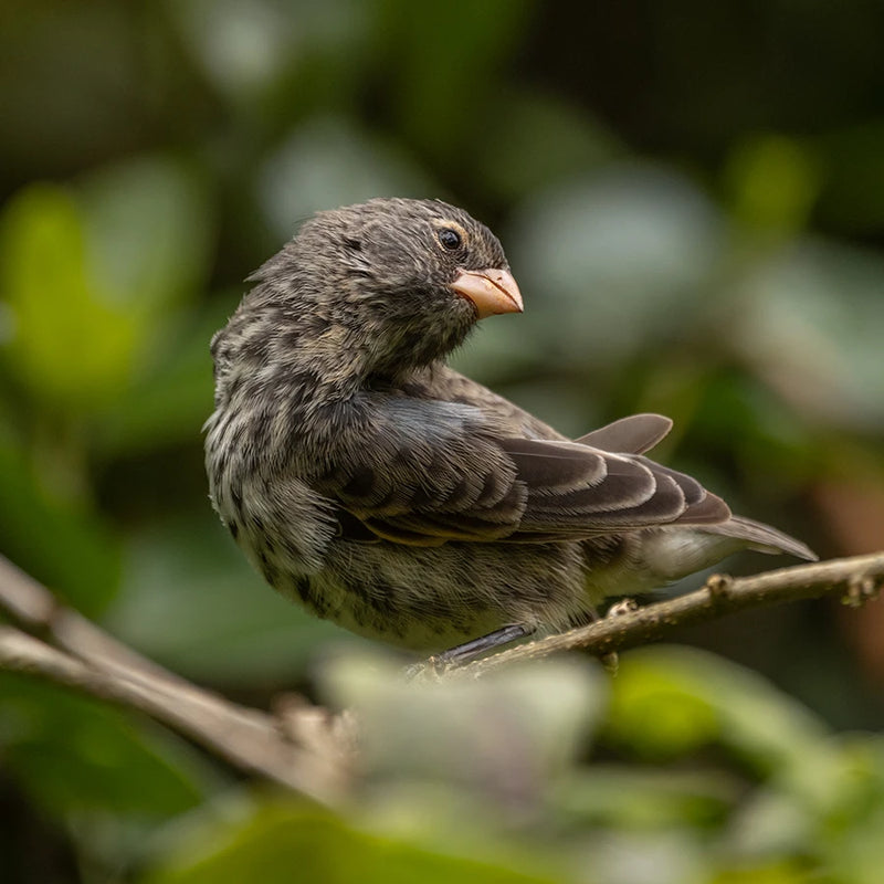 Darwin’s finches