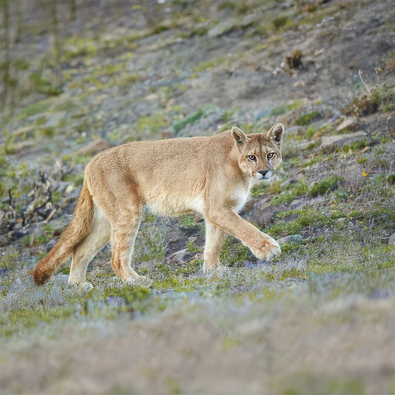Puma