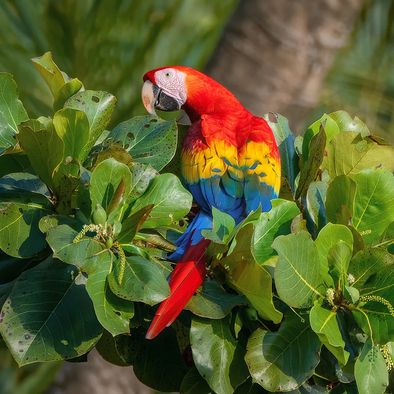 Scarlet macaw
