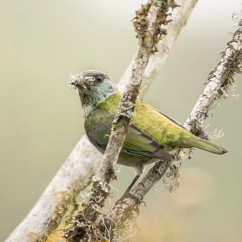 Tanagers