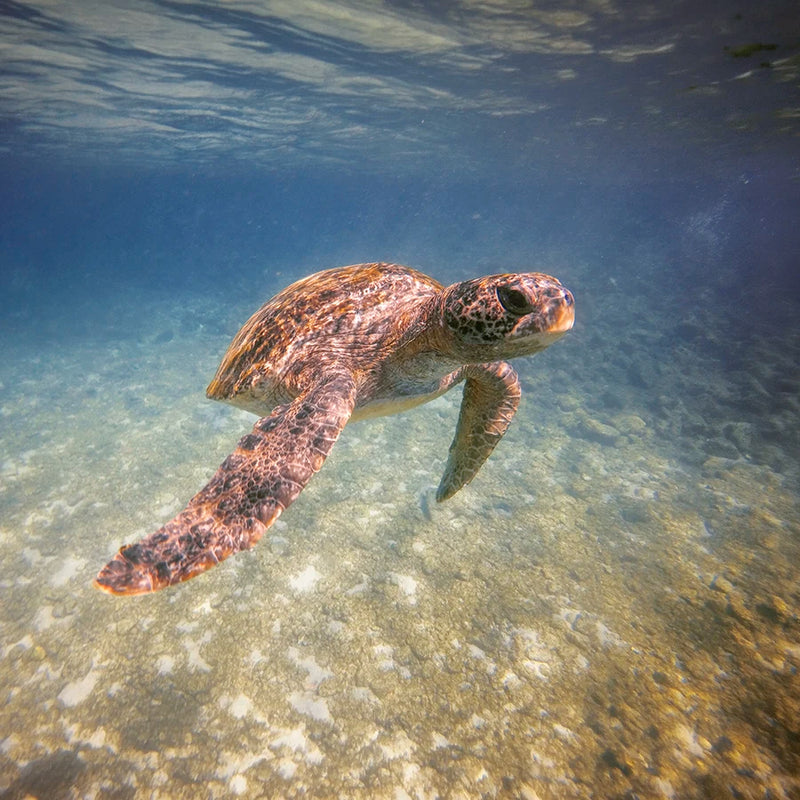 Sea turtles
