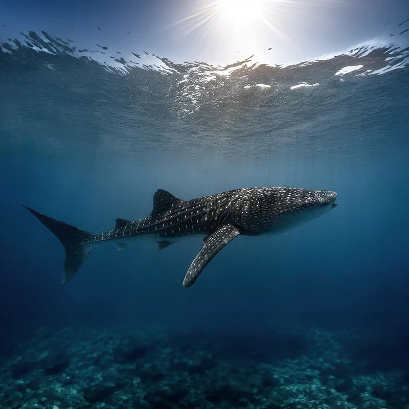 Whale shark