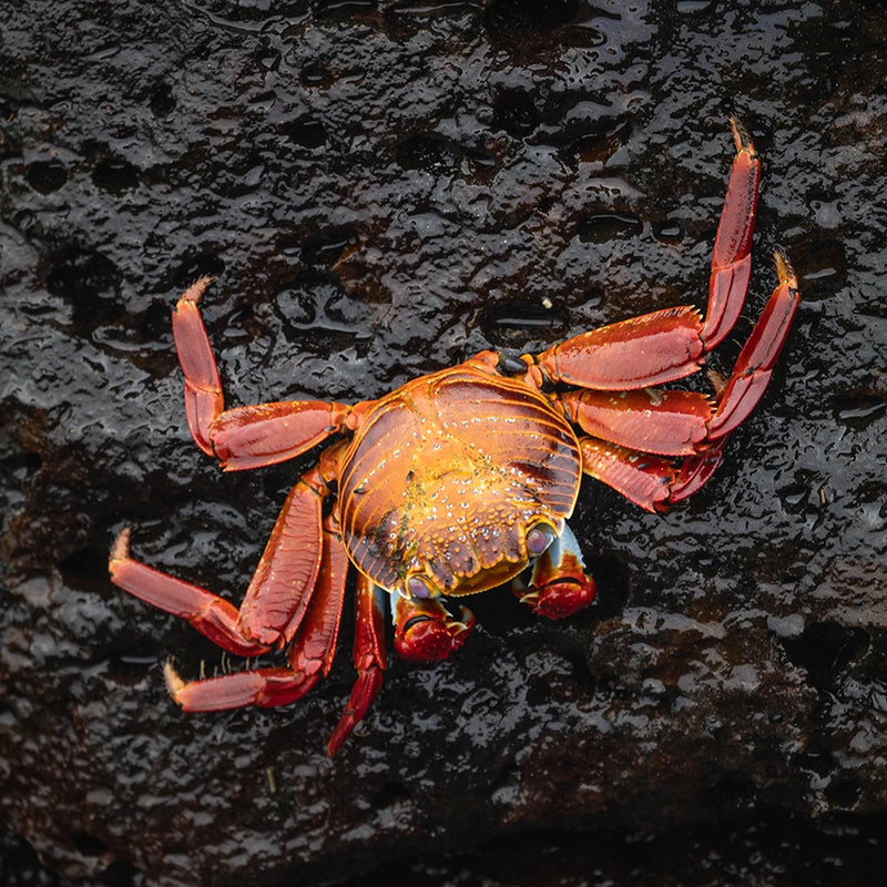 Sally Lightfoot crab