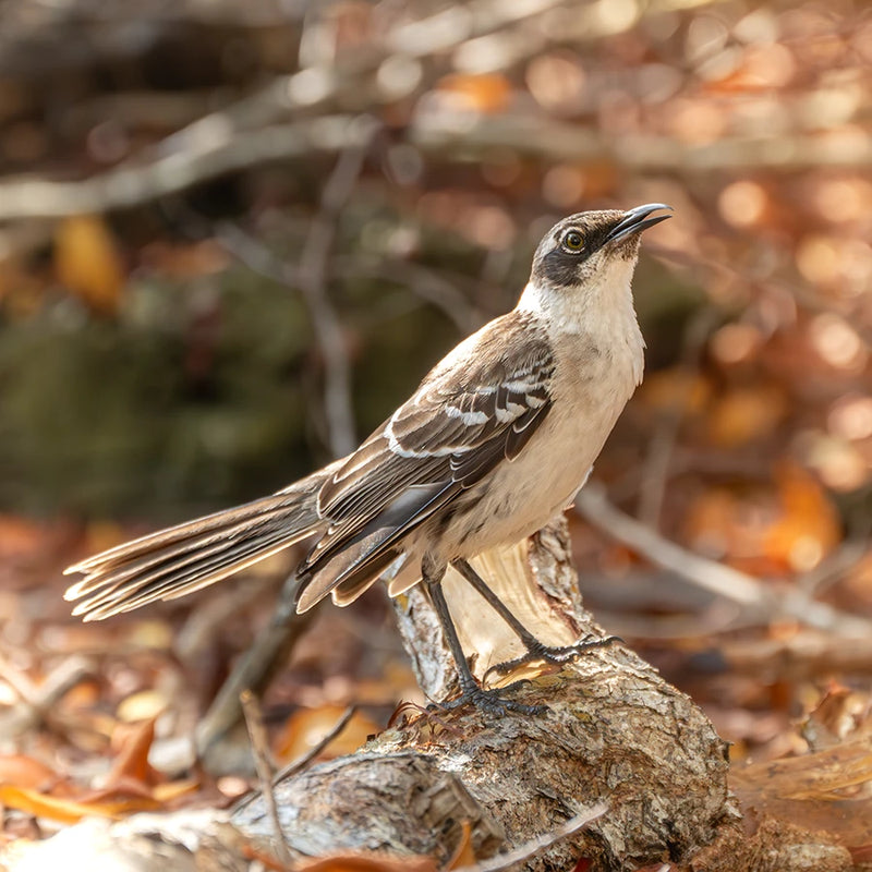 Galápagos mockingbird