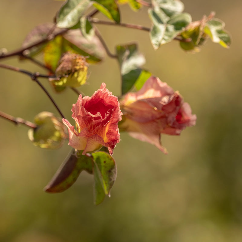 Darwin’s cotton