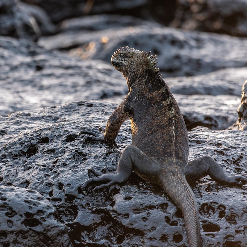 Marine iguana