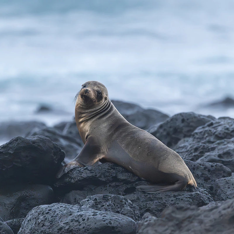Galápagos sea lion