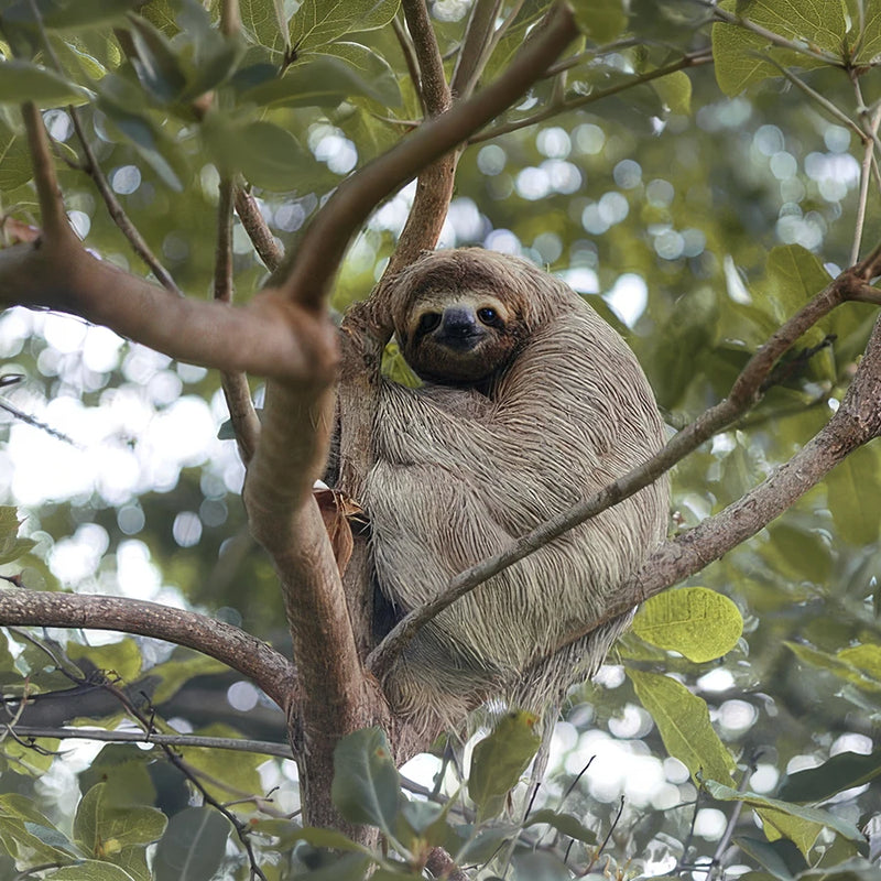 Sloth
