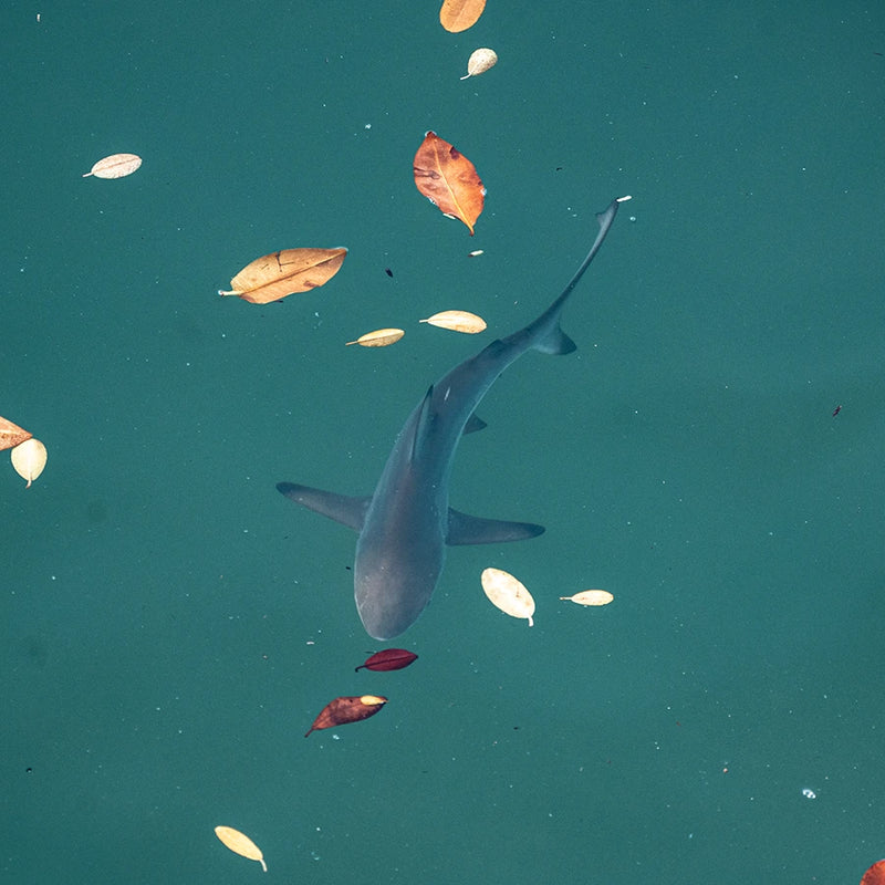 Sharks